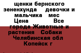 щенки бернского зененхунда. 2 девочки и 2 мальчика(2 мес.) › Цена ­ 22 000 - Все города Животные и растения » Собаки   . Челябинская обл.,Копейск г.